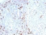 CD163 (Monocyte and Macrophage Marker) Antibody in Immunohistochemistry (Paraffin) (IHC (P))