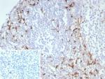 CD163 (Monocyte and Macrophage Marker) Antibody in Immunohistochemistry (Paraffin) (IHC (P))