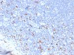 CD163 (Monocyte and Macrophage Marker) Antibody in Immunohistochemistry (Paraffin) (IHC (P))