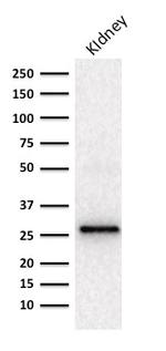 Adiponectin Antibody in Western Blot (WB)