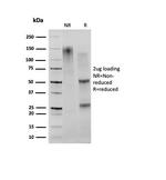 CD27 (Tumor Necrosis Factor Receptor Superfamily 7) Antibody in SDS-PAGE (SDS-PAGE)