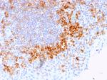 CD27 (Tumor Necrosis Factor Receptor Superfamily 7) Antibody in Immunohistochemistry (Paraffin) (IHC (P))