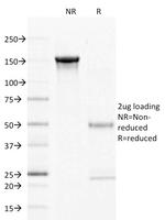 CD27 (Tumor Necrosis Factor Receptor Superfamily 7) Antibody in SDS-PAGE (SDS-PAGE)