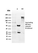 CD27 (Tumor Necrosis Factor Receptor Superfamily 7) Antibody in SDS-PAGE (SDS-PAGE)