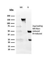 CD27 (Tumor Necrosis Factor Receptor Superfamily 7) Antibody in SDS-PAGE (SDS-PAGE)
