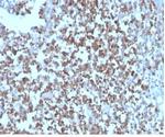 CD27 (Tumor Necrosis Factor Receptor Superfamily 7) Antibody in Immunohistochemistry (Paraffin) (IHC (P))