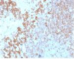 CD27 (Tumor Necrosis Factor Receptor Superfamily 7) Antibody in Immunohistochemistry (Paraffin) (IHC (P))