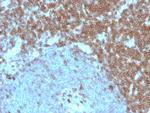 CD27 (Tumor Necrosis Factor Receptor Superfamily 7) Antibody in Immunohistochemistry (Paraffin) (IHC (P))