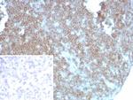CD27 (Tumor Necrosis Factor Receptor Superfamily 7) Antibody in Immunohistochemistry (Paraffin) (IHC (P))