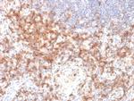 CD27 (Tumor Necrosis Factor Receptor Superfamily 7) Antibody in Immunohistochemistry (Paraffin) (IHC (P))