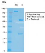 CD27 (Tumor Necrosis Factor Receptor Superfamily 7) Antibody in SDS-PAGE (SDS-PAGE)
