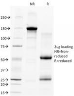 CD28 Monoclonal Antibody (C28/77)