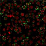 CD28 Monoclonal Antibody (204.12)