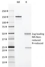 CD28 Antibody in SDS-PAGE (SDS-PAGE)