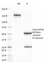 CD80 (B7-1) Antibody in SDS-PAGE (SDS-PAGE)