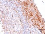 CD80 (B7-1) Antibody in Immunohistochemistry (Paraffin) (IHC (P))