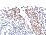 CD80 (B7-1) Antibody in Immunohistochemistry (Paraffin) (IHC (P))