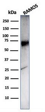 CD86 (Dendritic Cells Maturation Marker) Antibody in Western Blot (WB)
