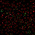 CD86 (Dendritic Cells Maturation Marker) Monoclonal Antibody (C86/1146)