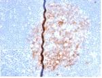 CD86 (Dendritic Cells Maturation Marker) Antibody in Immunohistochemistry (Paraffin) (IHC (P))