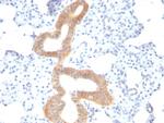 CD86 (Dendritic Cells Maturation Marker) Antibody in Immunohistochemistry (Paraffin) (IHC (P))
