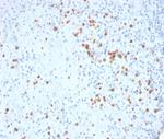 CD33/SIGLEC3 (Myeloid Cell Surface Antigen) Antibody in Immunohistochemistry (Paraffin) (IHC (P))