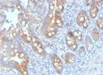 CD33/SIGLEC3 (Myeloid Cell Surface Antigen) Antibody in Immunohistochemistry (Paraffin) (IHC (P))