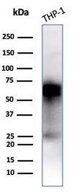 CD33/SIGLEC3 (Myeloid Cell Surface Antigen) Antibody in Western Blot (WB)