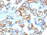 CD34 (Hematopoietic Stem Cell and Endothelial Marker) Antibody in Immunohistochemistry (Paraffin) (IHC (P))