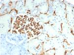 CD34 (Hematopoietic Stem Cell and Endothelial Marker) Antibody in Immunohistochemistry (Paraffin) (IHC (P))
