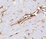 CD34 (Hematopoietic Stem Cell and Endothelial Marker) Antibody in Immunohistochemistry (Paraffin) (IHC (P))