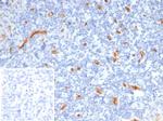 CD34 (Hematopoietic Stem Cell and Endothelial Marker) Antibody in Immunohistochemistry (Paraffin) (IHC (P))