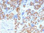 CD34 (Hematopoietic Stem Cell and Endothelial Marker) Antibody in Immunohistochemistry (Paraffin) (IHC (P))