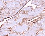 CD34 (Hematopoietic Stem Cell and Endothelial Marker) Antibody in Immunohistochemistry (Paraffin) (IHC (P))