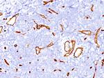 CD34 (Hematopoietic Stem Cell and Endothelial Marker) Antibody in Immunohistochemistry (Paraffin) (IHC (P))