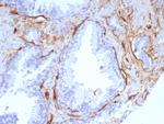 CD34 (Hematopoietic Stem Cell and Endothelial Marker) Antibody in Immunohistochemistry (Paraffin) (IHC (P))