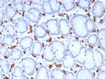 CD34 (Hematopoietic Stem Cell and Endothelial Marker) Antibody in Immunohistochemistry (Paraffin) (IHC (P))
