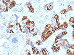 CD34 (Hematopoietic Stem Cell and Endothelial Marker) Antibody in Immunohistochemistry (Paraffin) (IHC (P))