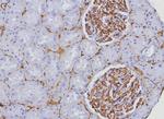 CD34 (Hematopoietic Stem Cell and Endothelial Marker) Antibody in Immunohistochemistry (Paraffin) (IHC (P))