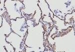CD34 (Hematopoietic Stem Cell and Endothelial Marker) Antibody in Immunohistochemistry (Paraffin) (IHC (P))