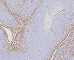 CD34 (Hematopoietic Stem Cell and Endothelial Marker) Antibody in Immunohistochemistry (Paraffin) (IHC (P))