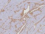 CD34 (Hematopoietic Stem Cell and Endothelial Marker) Antibody in Immunohistochemistry (Paraffin) (IHC (P))