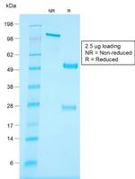 CD34 (Hematopoietic Stem Cell and Endothelial Marker) Antibody in SDS-PAGE (SDS-PAGE)