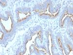 ATG5 Antibody in Immunohistochemistry (Paraffin) (IHC (P))