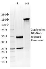 ATG5 Antibody in SDS-PAGE (SDS-PAGE)