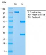 Napsin A Antibody in SDS-PAGE (SDS-PAGE)