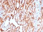 CD36 (Platelet and Microvessel Marker) Antibody in Immunohistochemistry (Paraffin) (IHC (P))
