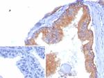 CD38 (ADP Ribosyl Cyclase I) Antibody in Immunohistochemistry (Paraffin) (IHC (P))