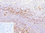 CD38 (ADP Ribosyl Cyclase I) Antibody in Immunohistochemistry (Paraffin) (IHC (P))