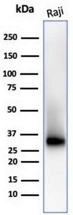 CD38 (ADP Ribosyl Cyclase I) Antibody in Western Blot (WB)